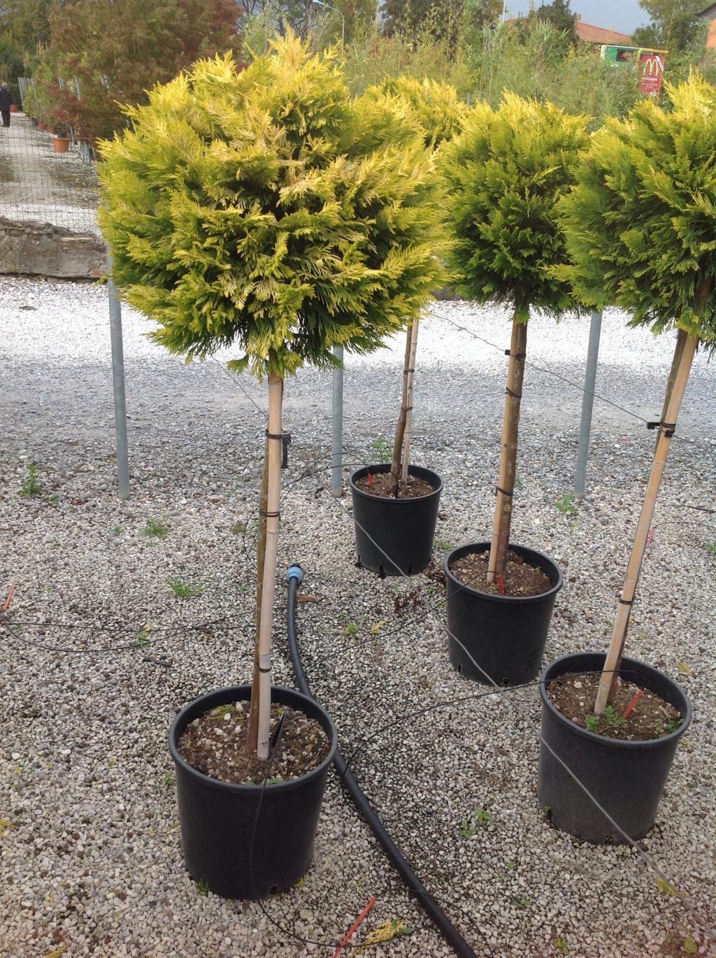 Cupressocyparis Gold Rider 1 Bila | Landisa Plant