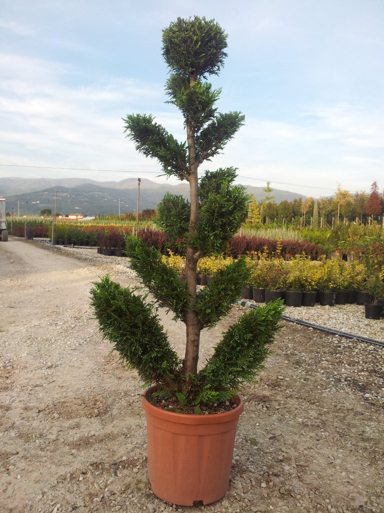 Cupressocyparis Leylandi Pon Pon | Landisa Plant